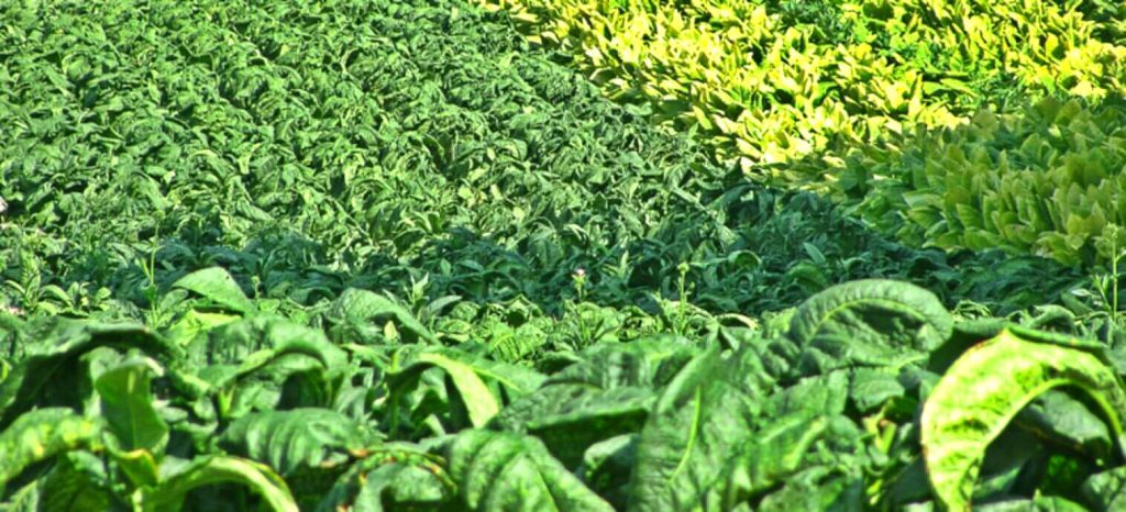 Witness the Verdant Symphony of Burley Tobacco Plants Flourishing in Vast Fields